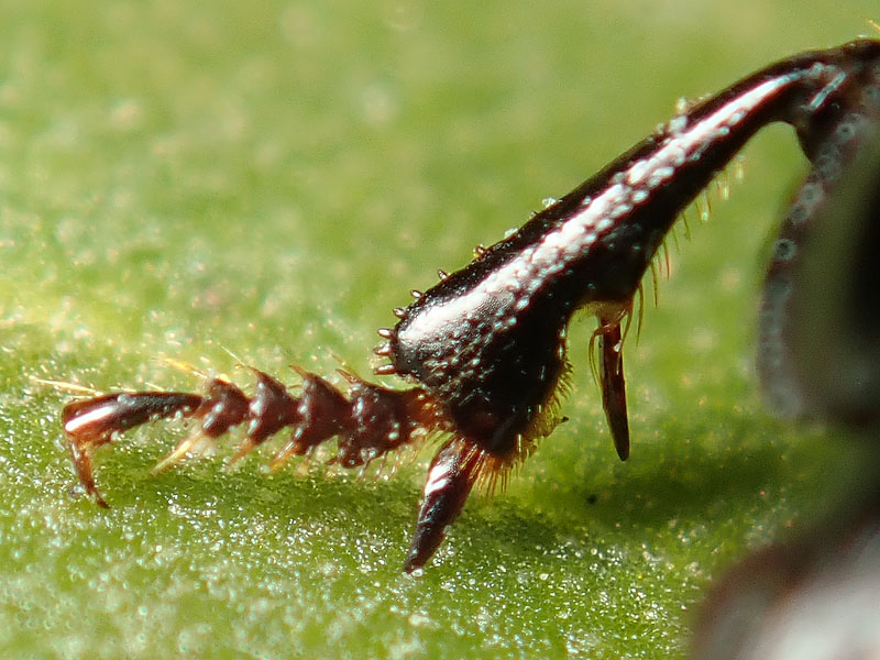 Carabidae da identificare: Anisodactylus signatus